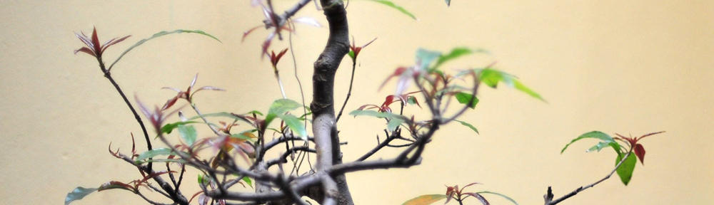 Oracle Portfolio Management